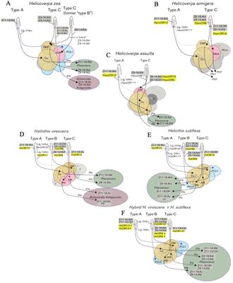 Hybridization in heliothine moths: impacts on reproduction, pheromone communication, and pest management